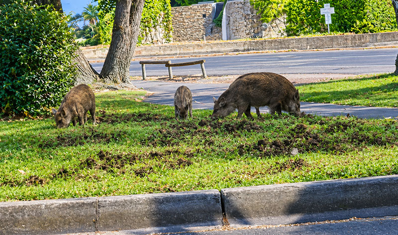 Les sangliers � Port Grimaud