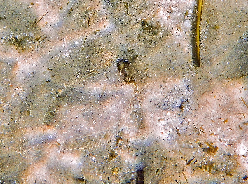 La rascasse brune